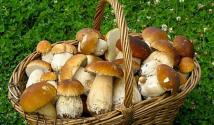 Как отличить съедобные грибы от ядовитых?
