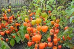 Физалис оранжевый фонарик выращивание из семян